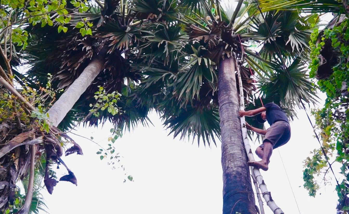 Người dân buộc 1 cây ra còn nhánh để dễ trèo lên cây thốt nốt