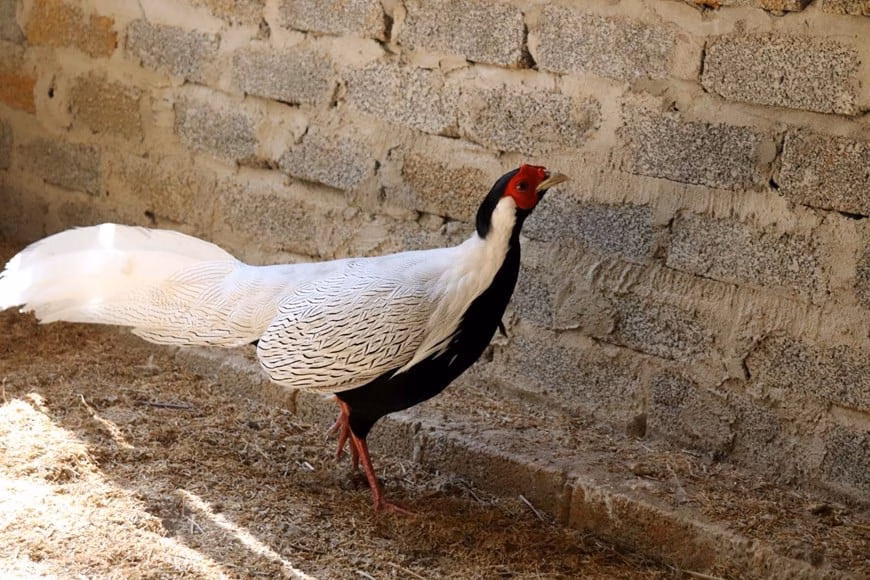 Điểm mặt những loài động vật hoang dã được bảo vệ nghiêm ngặt, gà lôi trắng thuộc nhóm IIB từ 1/7/2025