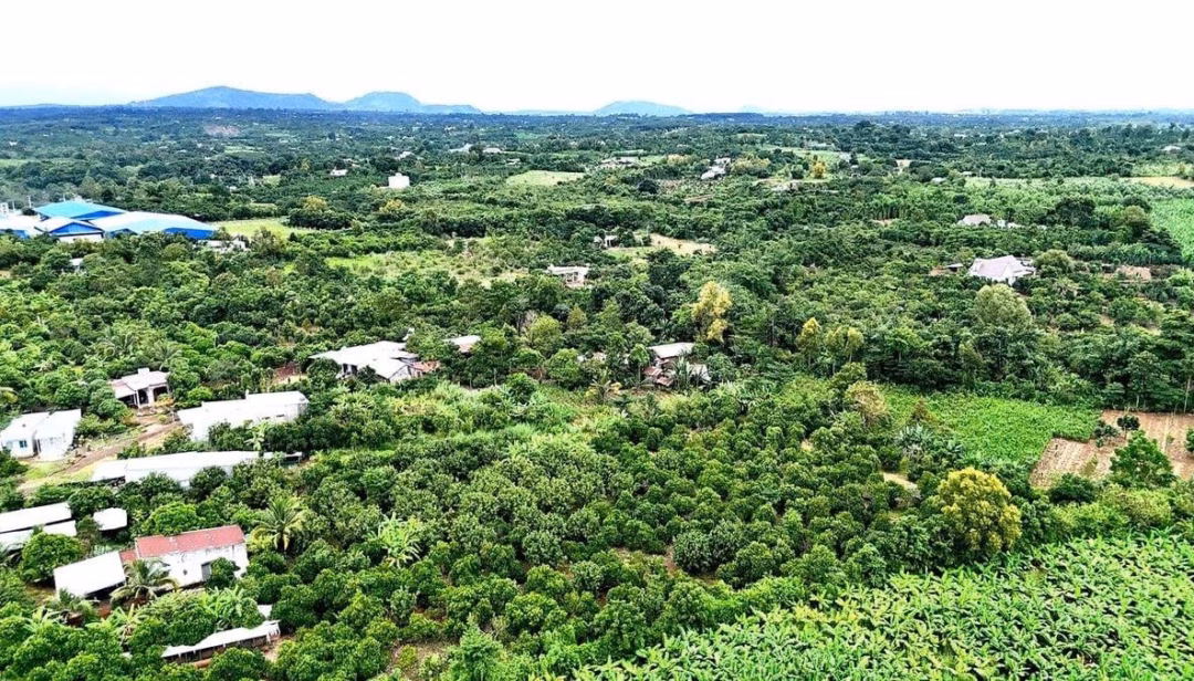 Giá lúa gạo ổn định, cà phê giảm nhẹ vào ngày 3/8/2025 Đồng Nai sau sáp nhập: "Thỏi nam châm" nông nghiệp công nghệ cao