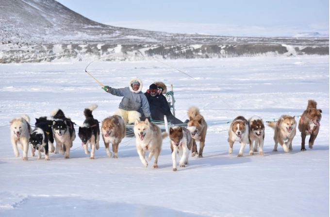 Người điều khiển xe ch&oacute; k&eacute;o tại cuộc đua Greenland 2021