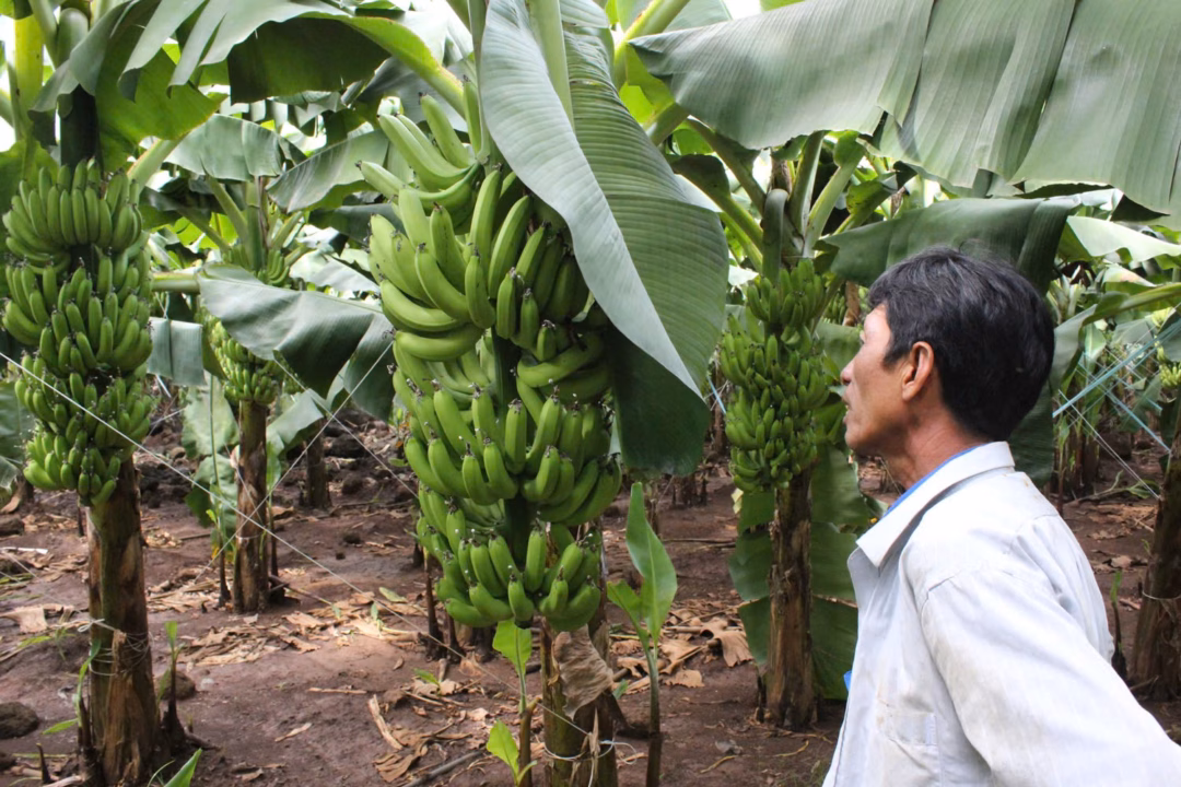 Xuất khẩu chuối Đồng Nai sang thị trường quốc tế Vườn chuối rộng lớn tại Đồng Nai đang trong giai đoạn thu hoạch