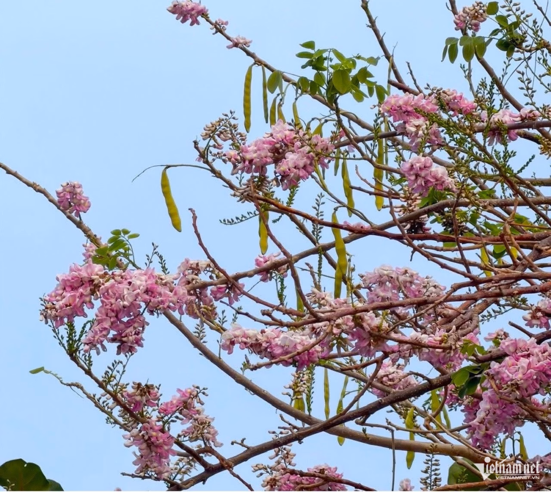 Cận cảnh hoa đỗ mai tr&ecirc;n đồi Con Heo