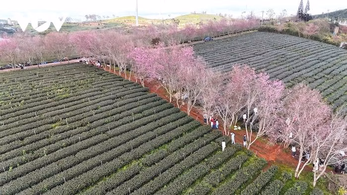 Cảnh quan đồi tr&agrave; xanh v&agrave; h&agrave;ng mai anh đ&agrave;o tr&ecirc;n đồi Cầu Đất