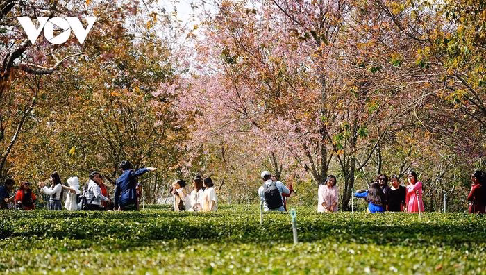 Du kh&aacute;ch tạo d&aacute;ng b&ecirc;n c&agrave;nh mai anh đ&agrave;o nở rộ