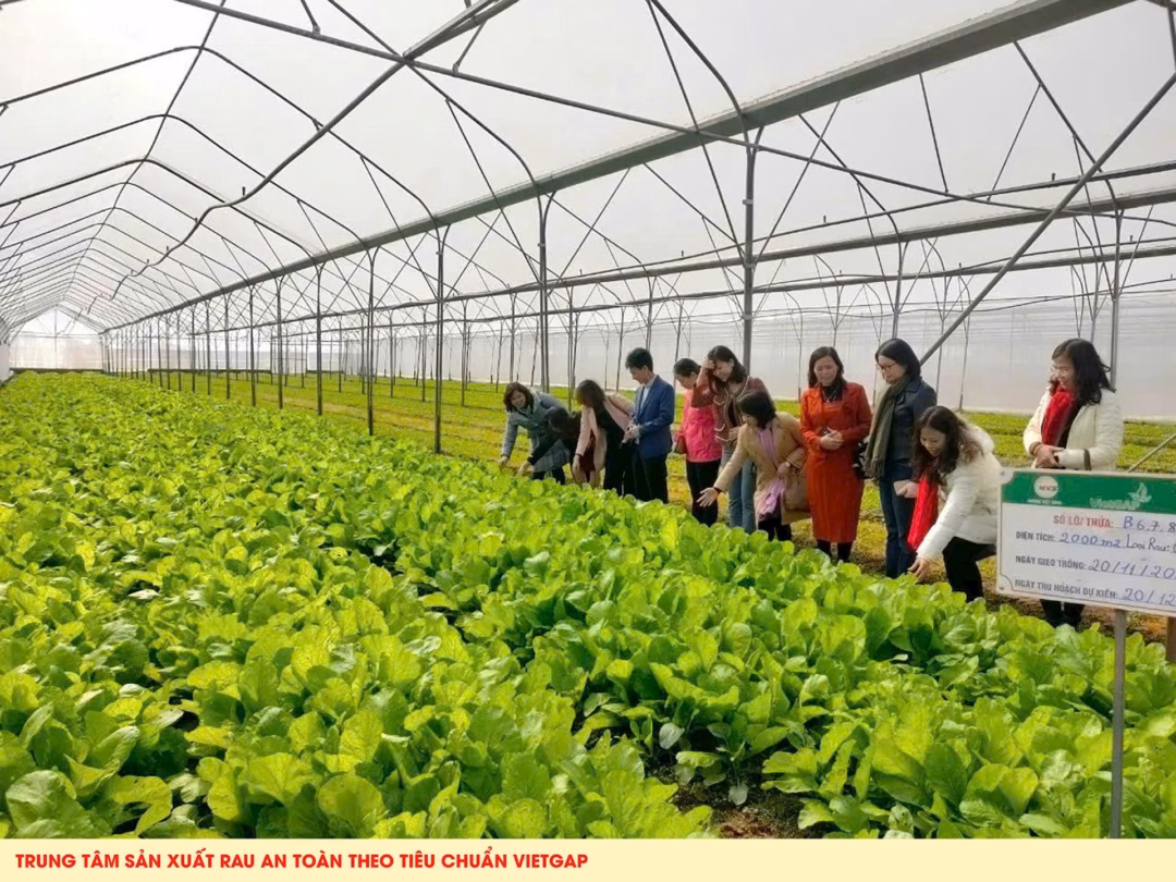 Hương Việt Sinh – Suất ăn học đường chất lượng cao: Đầu tư trang trại, hợp tác Viện Y học ứng dụng xây thực đơn khoa học Phụ huynh học sinh tham quan, tìm hiểu tại trang trại rau của Công ty TNHH Hương Việt Sinh.