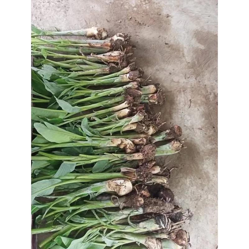 Mua Cây Giống Chuối Hột: 3 Sai Lầm Cần Tránh Để Cây Phát Triển Tốt