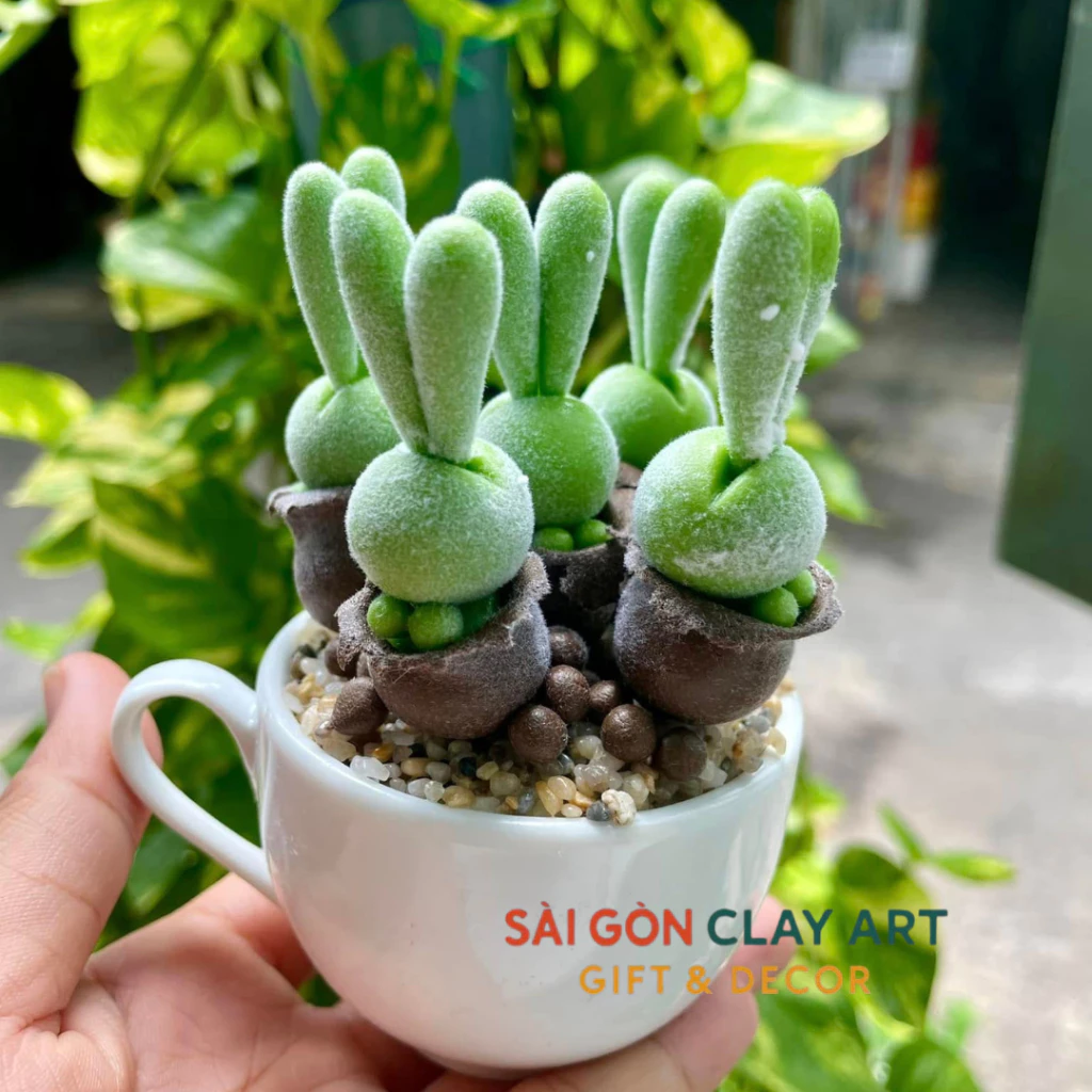 Sen đá đất sét trong ly sứ có thực sự dễ chăm sóc như mọi người tưởng?