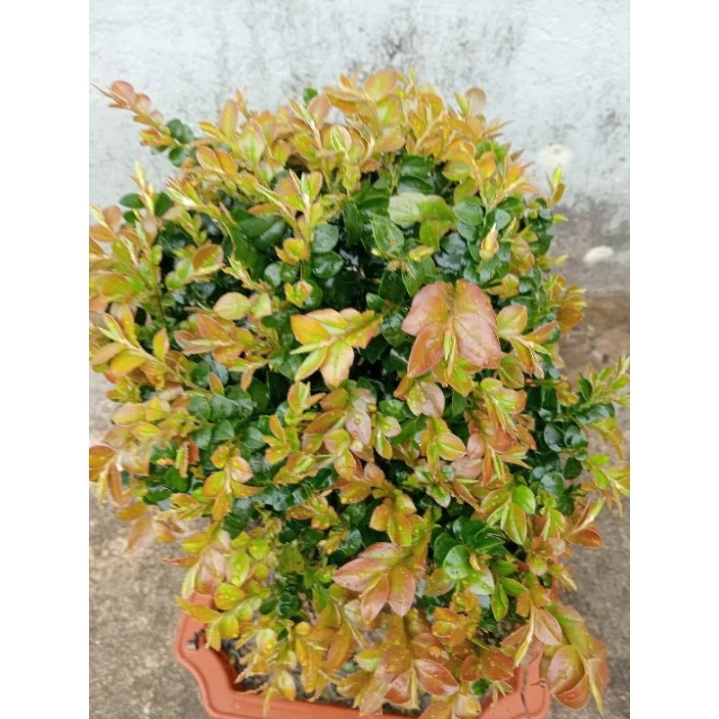 Làm thế nào để cây tùng đen búp đỏ Quảng Ninh không bị vàng lá sau vài tuần trồng?