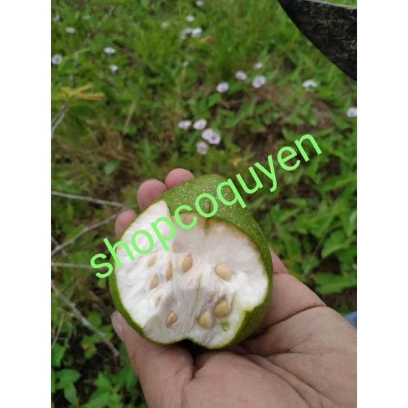 Làm sao để chọn và sử dụng trái bình bát xanh non đúng cách cho món ăn mùa hè?