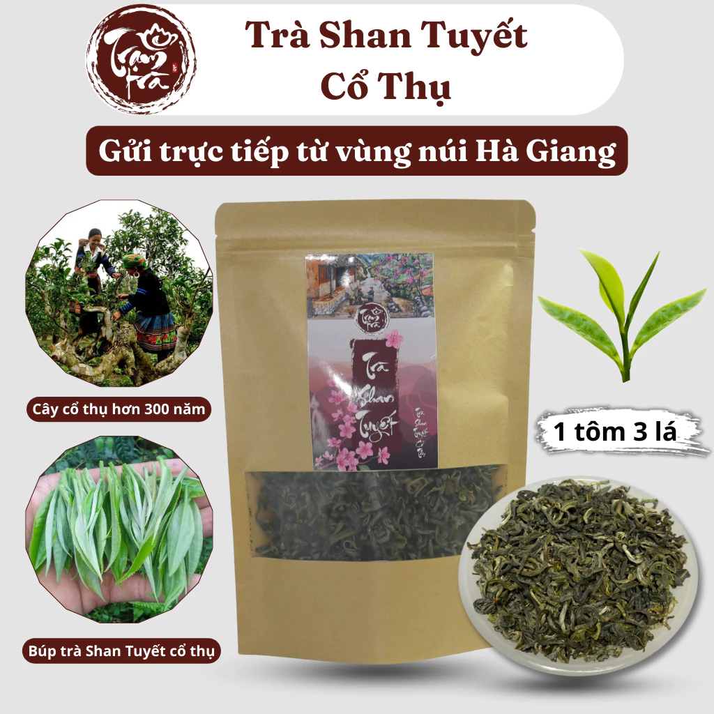Trà Shan Tuyết Cổ Thụ Hà Giang – Bí Quyết Pha Trá Ngon Và An Toàn