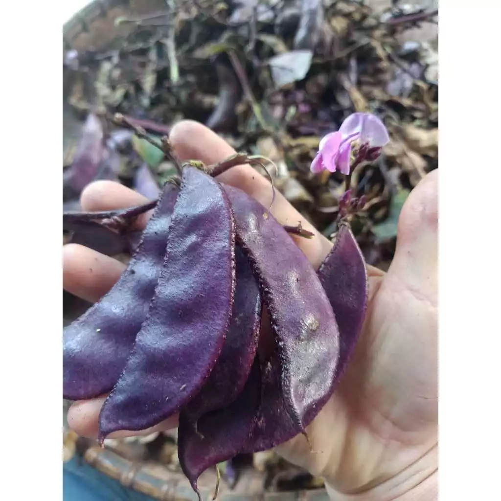 Mẹo chọn hạt giống đậu ván tím chất lượng: Tôi đã ‘vỡ mộng’ như thế nào với hạt giống giá rẻ