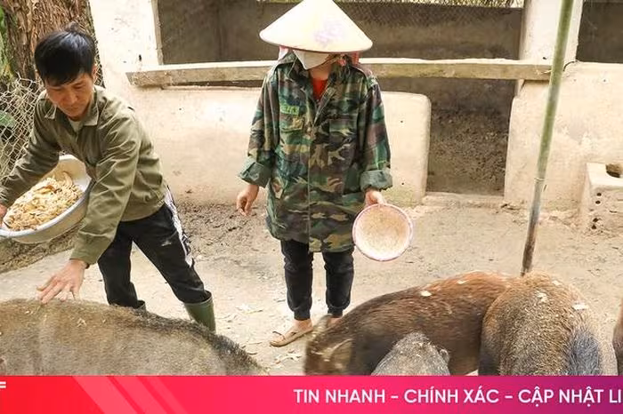 Bí quyết nuôi lợn rừng bán hoang dã sinh lợi cao dịp Tết tại Hà Tĩnh