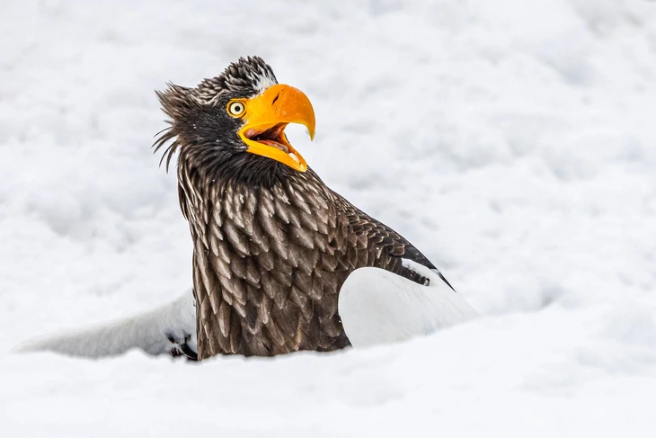 Nikon Comedy Wildlife Photography Awards 2025 động vật