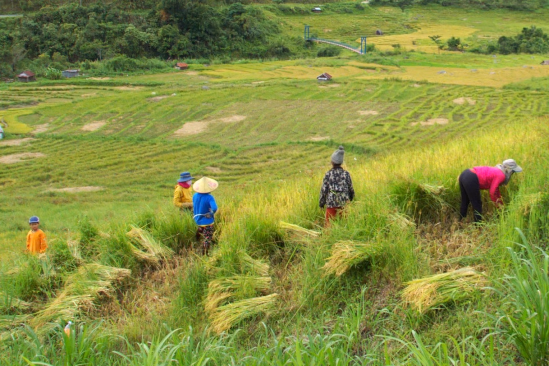Kon Tum có ‘thị trấn vàng’ trên núi cao Người dân xã Ngọc Linh thường gọi gia đình, họ hàng làm giúp nhau mỗi khi tới mùa gặt.