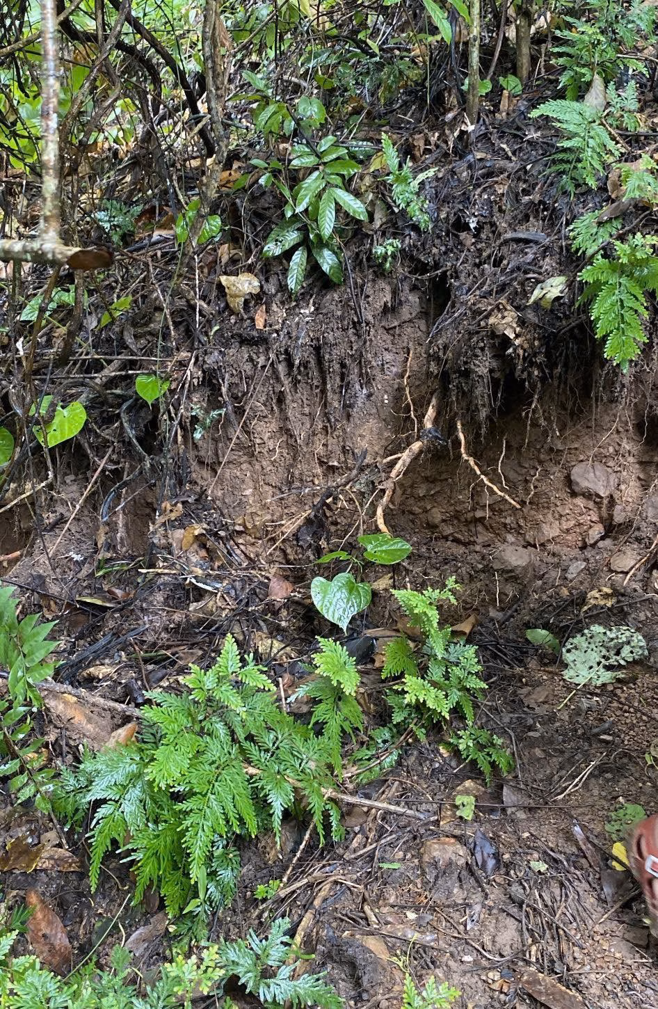 Nghệ An: Núi nứt lớn, hàng trăm hộ dân được sơ tán khẩn cấp