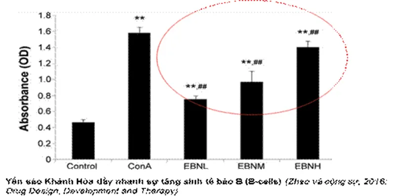 Yến sào Khánh Hòa đẩy nhanh sự tăng sinh tế bào B Yến sào Khánh Hòa đẩy nhanh sự tăng sinh tế bào B
