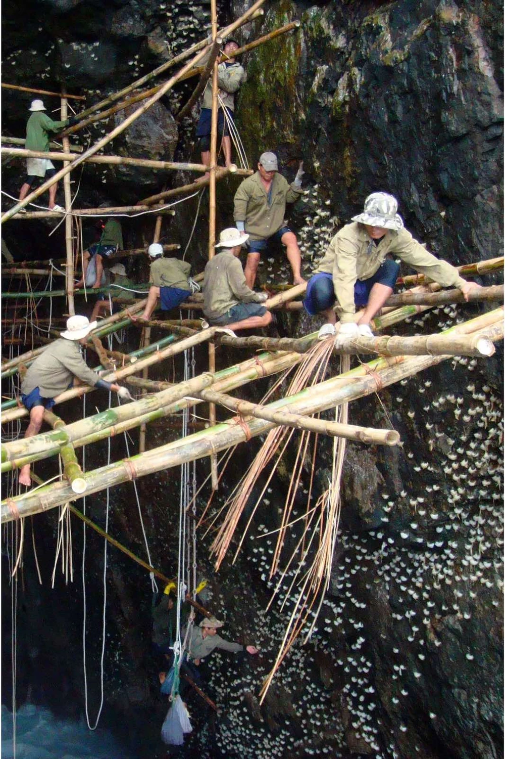 Công nhân khai thác tổ yến thiên nhiên Công nhân đang khai thác tổ yến thiên nhiên tại Khánh Hòa