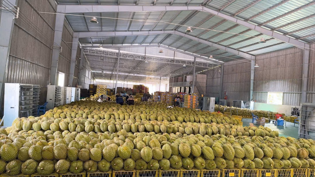 Sầu riêng vừa thu hoạch Sầu riêng vừa thu hoạch được trữ trong kho của Công ty Trách nhiệm hữu hạn Nông sản Bảo Thi ở huyện Đạ Huoai, Lâm Đồng.