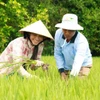 Nông dân kiểm tra ruộng lúa