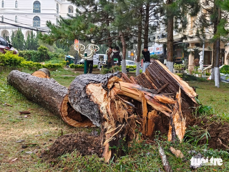 Đà Lạt cảnh báo cây xanh ngã đổ trong bão Wipha Một gốc thông nhiều năm tuổi đã bị bật tại công viên Xuân Hương (phường Xuân Hương - Đà Lạt, tỉnh Lâm Đồng) - Ảnh: M.V.