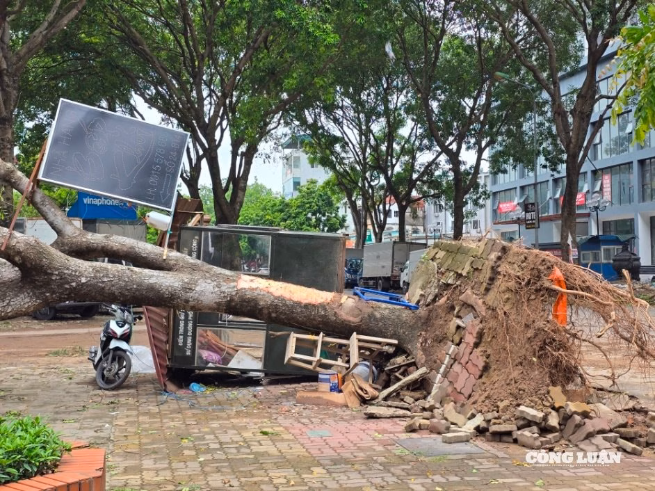 Hà Nội: Cây bật gốc vùi ôtô, xe buýt sau mưa giông Nhiều khu vực khác cũng đang trong tình trạng tương tự khi một cây lớn khác vẫn nằm chắn ngang đường, chờ các lực lượng chức năng dọn dẹp.
