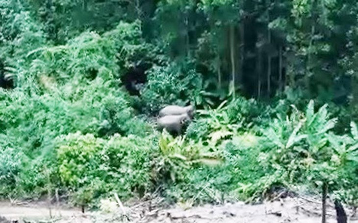 Phát hiện thêm một con voi con trong khu bảo tồn ở Đà Nẵng Phát hiện thêm cá thể voi con trong Khu bảo tồn ở Đà Nẵng qua bẫy ảnh - Ảnh 3.