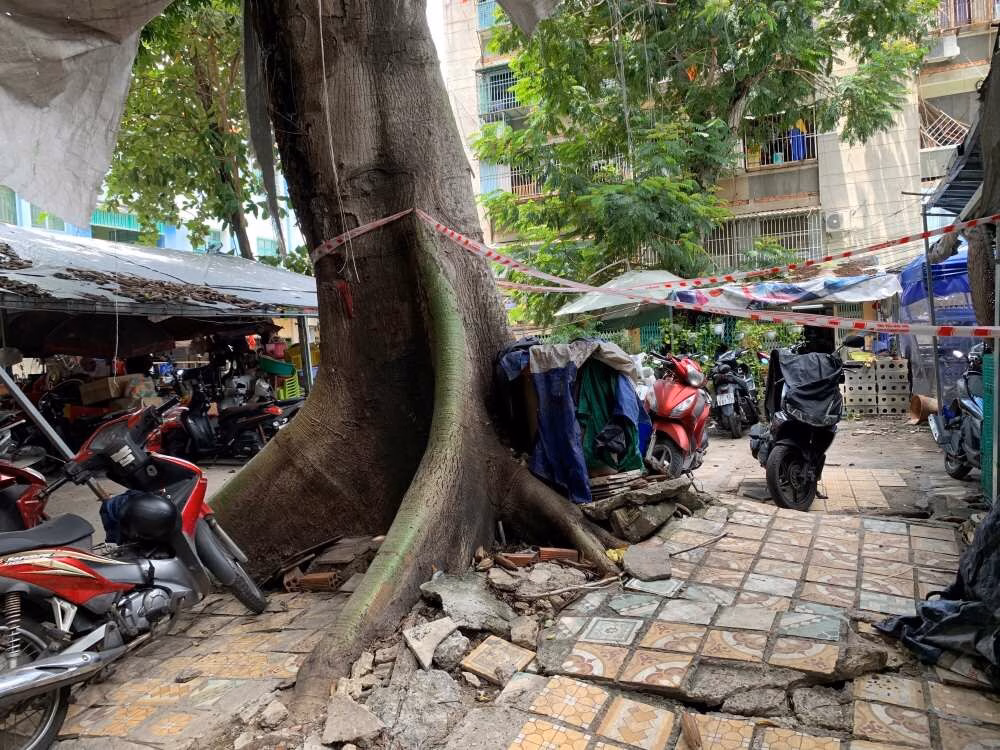 Cây gòn có tuổi đời hơn 30 năm. Ảnh: Thái Bảo