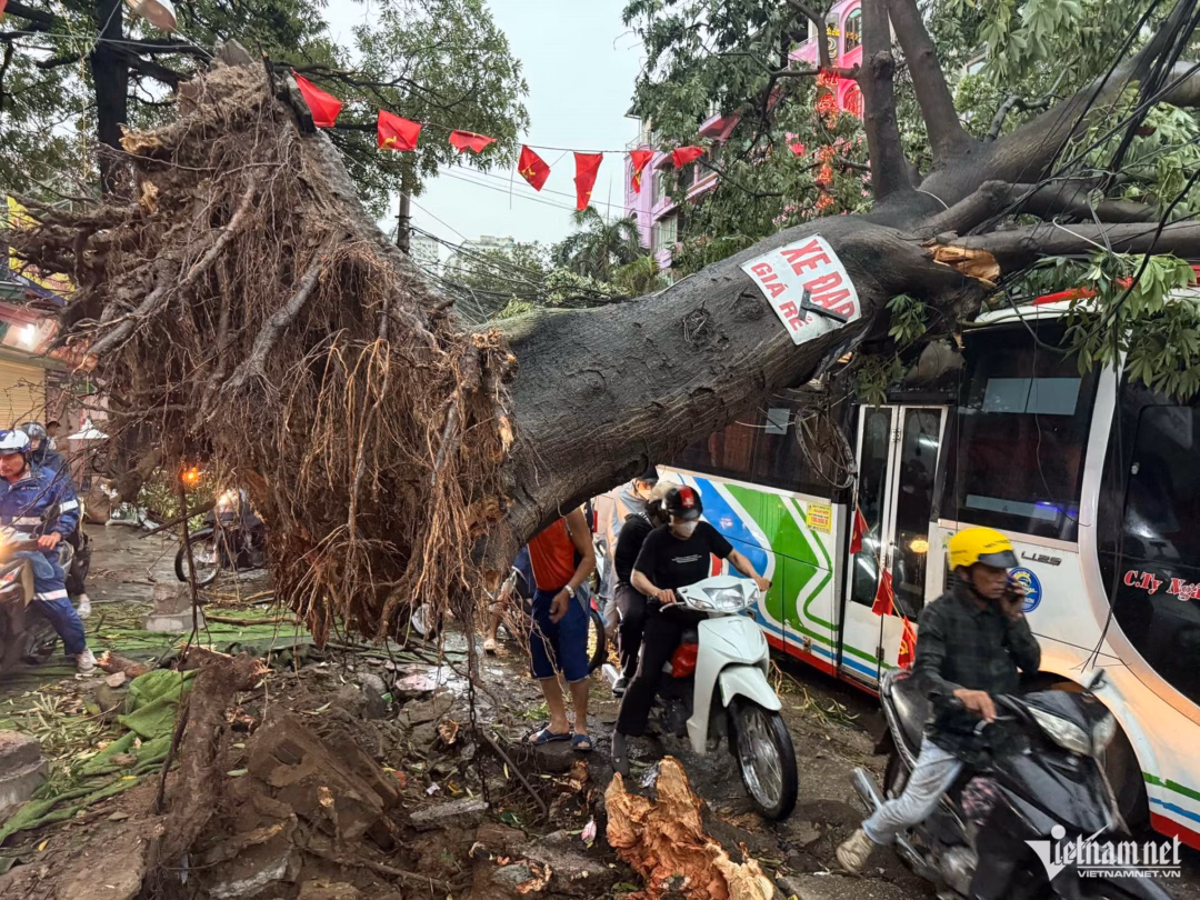 Hà Nội: Cây xanh bật gốc đè trúng Lexus LX570 và Hyundai Tucson trong mưa giông Gốc cây này bật hẳn lên khỏi mặt đất. Ảnh: Đình Hiếu