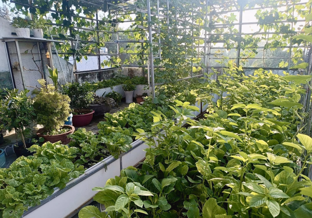 Lâm Đồng: Người đàn ông tận dụng sân thượng để trồng rau sạch, mang lại niềm vui cho cả gia đình