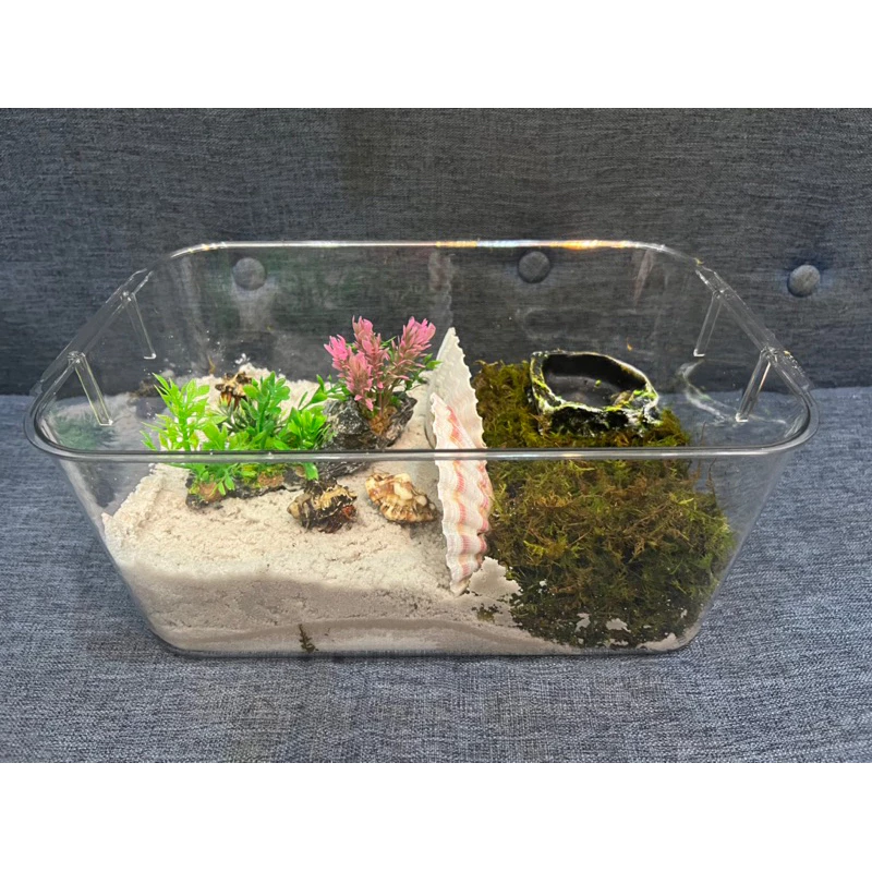 Làm thế nào để tạo môi trường sống lý tưởng cho ốc mượn hồn với combo nền nuôi rêu và cát trắng?