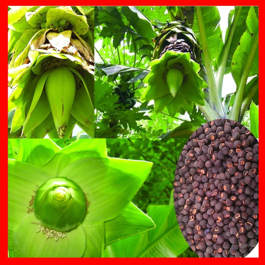 Tôi đã cho con ăn hạt chuối hột rừng, liệu có tốt cho sức khỏe không?