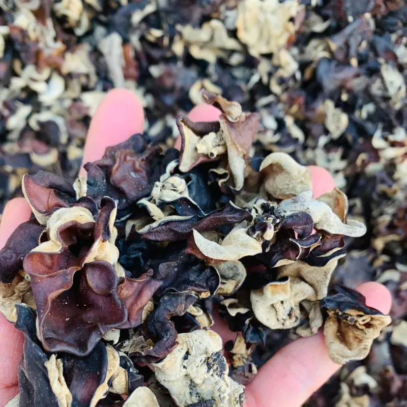 Làm thế nào để phân biệt mộc nhĩ rừng Tây Bắc thật và giả khi mua online