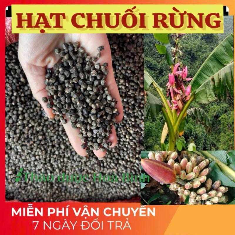 Làm sao để chọn hạt chuối hột rừng chất lượng và tránh mua phải hàng giả?