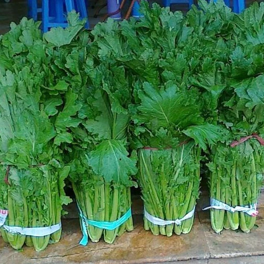 Mua hạt giống rau Cải mèo Hà Giang về trồng nhưng không nảy mầm, bạn đã kiểm tra 5 nguyên nhân này chưa?