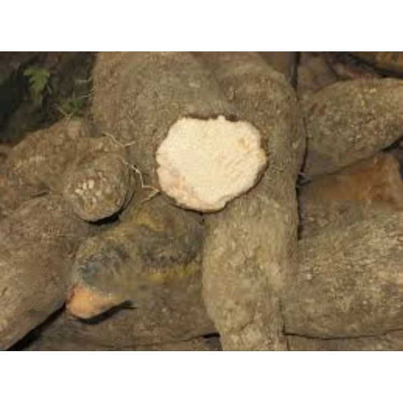 Vì Sao Khoai Mỡ Trắng Hải Phòng Lại Là Lựa Chọn Hàng Đầu Cho Mâm Cơm Gia Đình Việt?