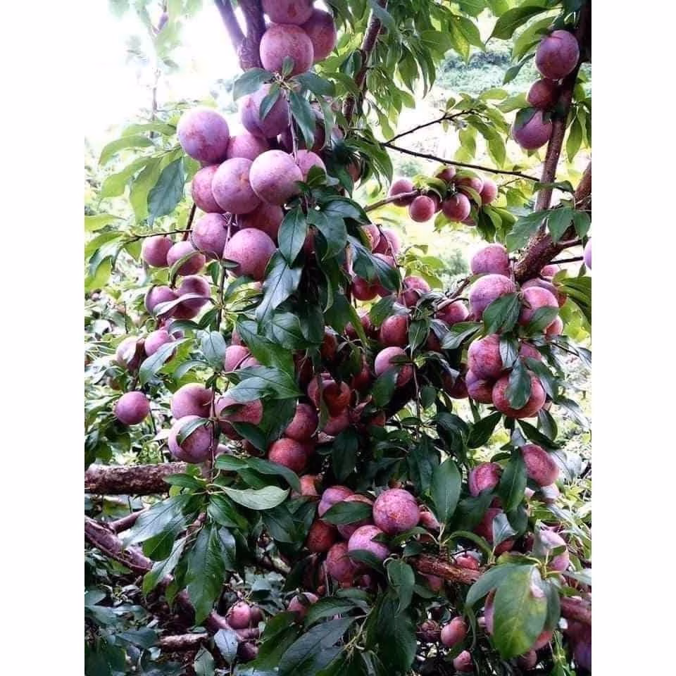 Làm thế nào để cây giống tam hoa – mận hậu lùn sai quả không bị chết sau khi mua về?