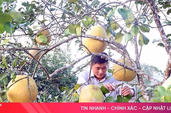 Bưởi Chum & Tiến Vua: Bí quyết vụ Tết Hà Linh – Thu nhập tăng gấp đôi