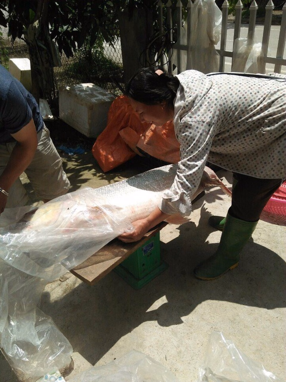 C&aacute; măng 35kg được bắt ở Điện Bi&ecirc;n năm 2018