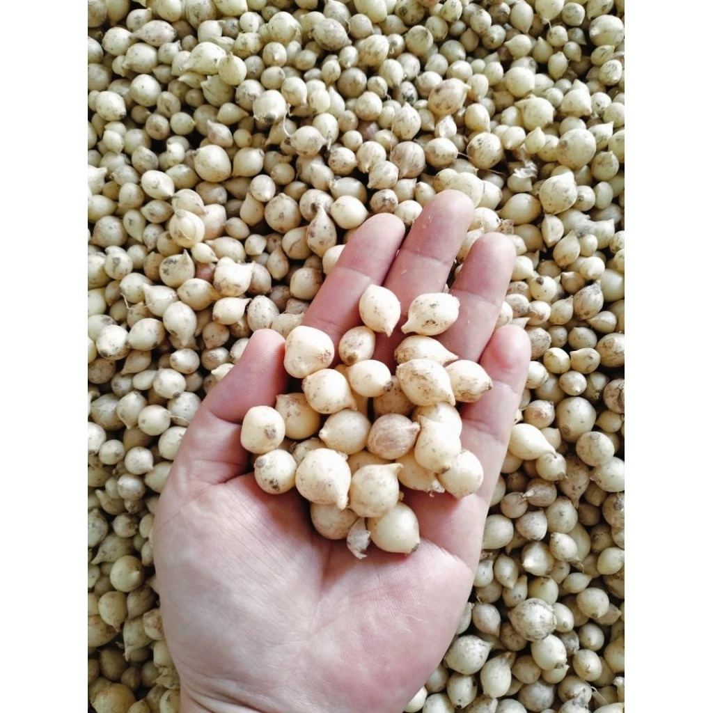 Tại sao hành tăm Quảng Bình lại là bí quyết cho bữa cơm gia đình trọn vị?