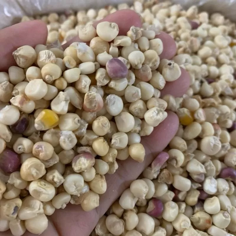 Bỏ túi bí quyết chọn và bảo quản bắp nếp khô nhà trồng mềm dẻo của đặc sản Huế