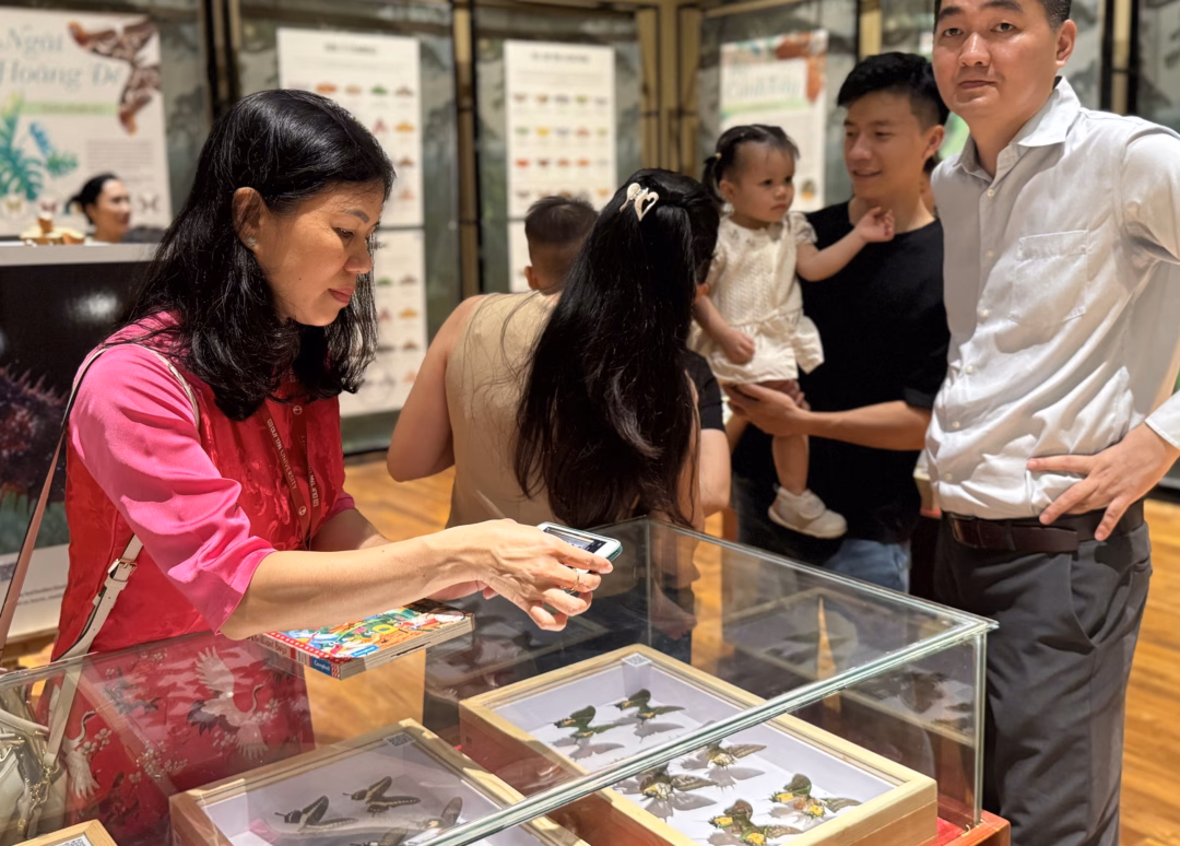 Hộp mẫu vật côn trùng Hơn 100 hộp mẫu vật côn trùng quý hiếm