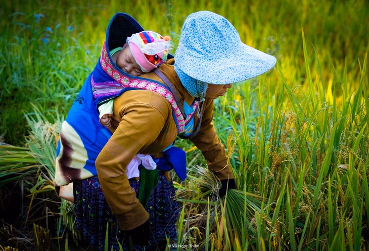 Hạnh Phúc đổi thay – điểm đến mới ở Tây Bắc Mẹ ra đồng từ sáng sớm khi em bé còn ngủ say