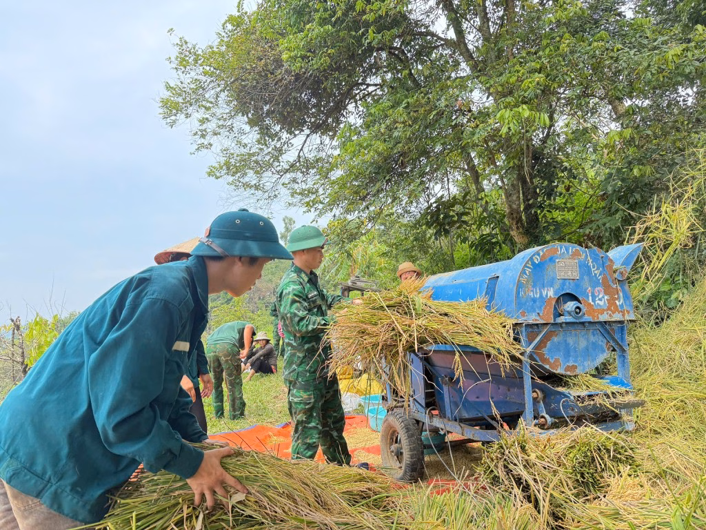 Đồn Biên phòng giúp dân gặt lúa trong mùa nước rút Chiến sỹ quân hàm xanh gặt lúa giúp các hộ gia đình khó khăn