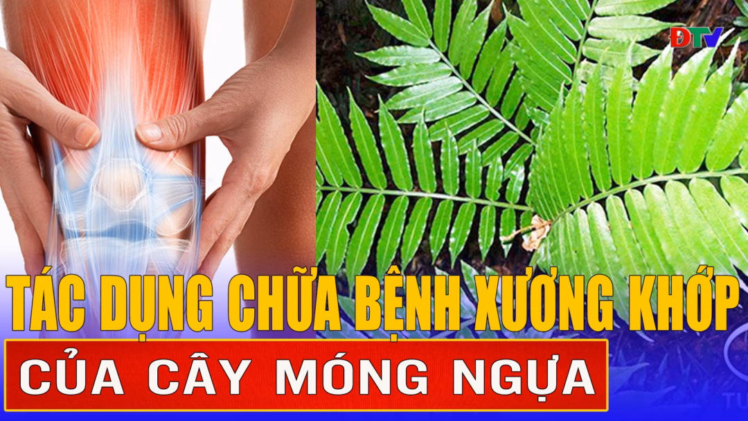 15 thanh niên bị tạm giữ vì gây rối trật tự công cộng tại Điện Biên Một số bài thuốc chữa bệnh từ cây móng ngựa