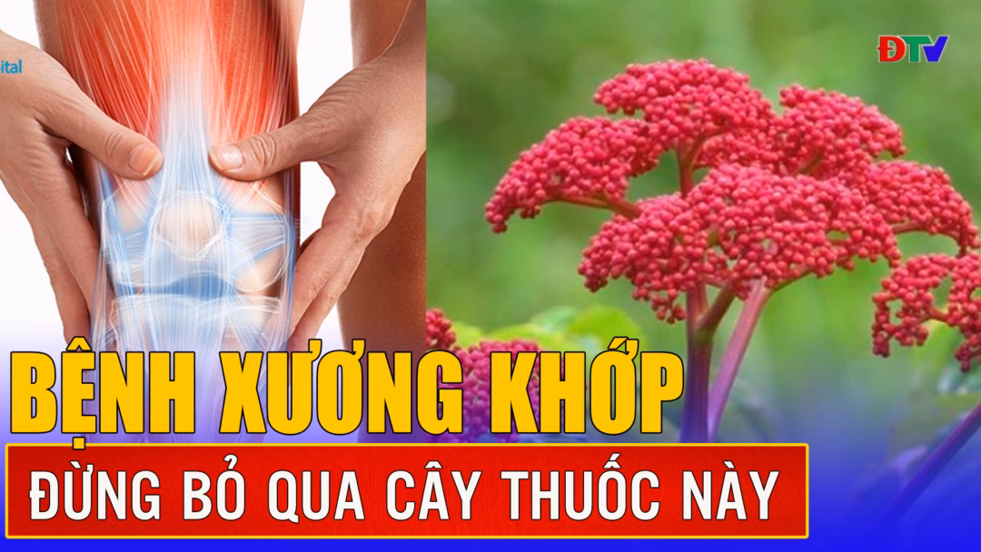15 thanh niên bị tạm giữ vì gây rối trật tự công cộng tại Điện Biên Công dụng của cây gối hạc