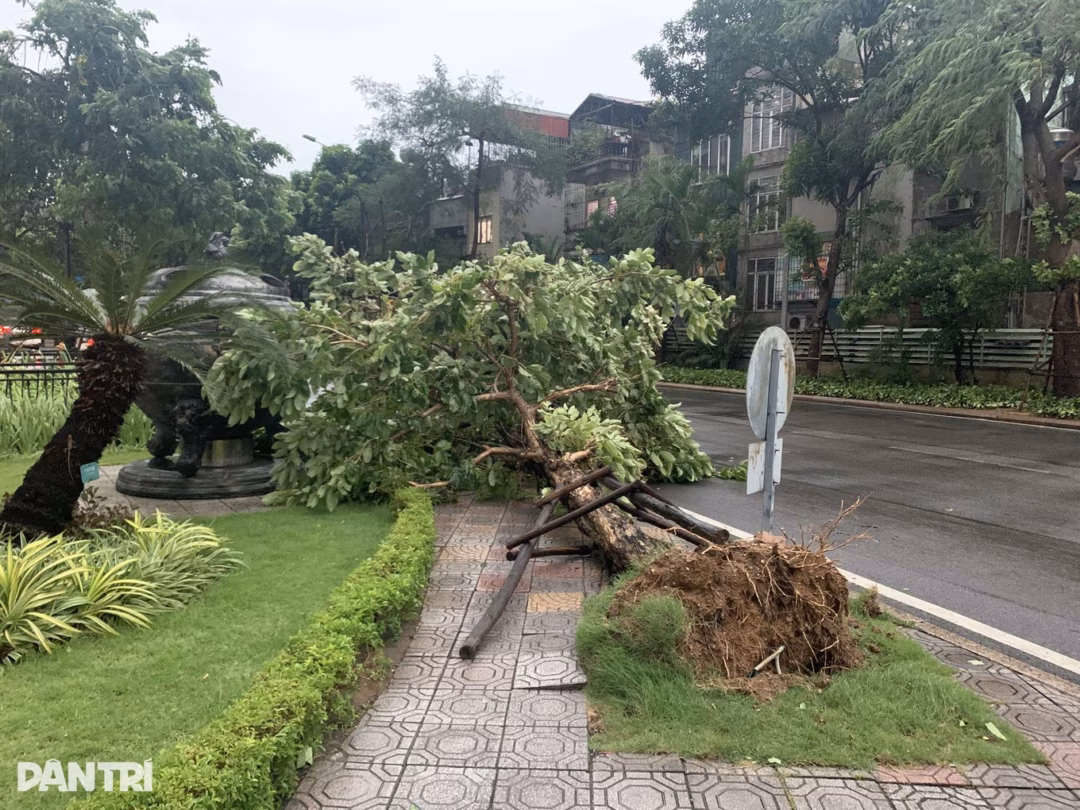 Bão Wipha gây mưa dông lớn, Hà Nội nhiều tai nạn do cây xanh ngã đổ Cây bằng lăng trong khu chung cư Royal City bật gốc (Ảnh: Lê Lan).