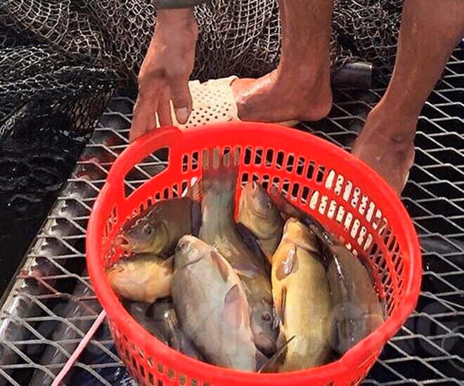 Cá quế – đặc sản thơm thoang với giá trị dinh dưỡng cao Loài cá mang tên một loại gia vị rất thơm, xưa không ai biết đến nay được amp;#34;săn lùngamp;#34; giá 180.000/kg, tốt cho sức khoẻ - 3