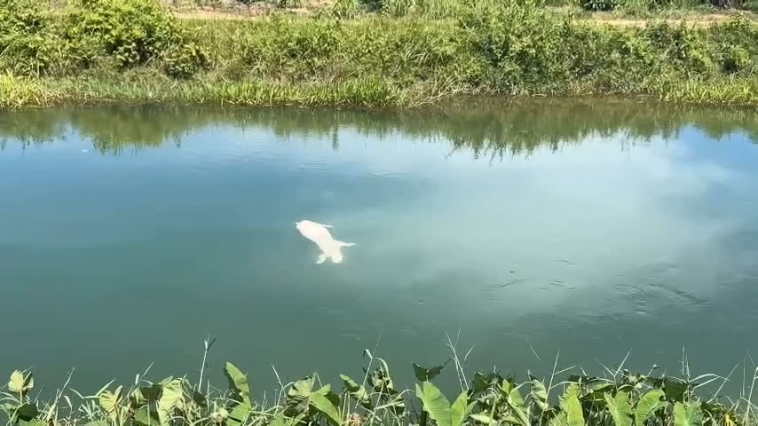Heo chết trôi dạt trên kênh thủy lợi Phú Ninh