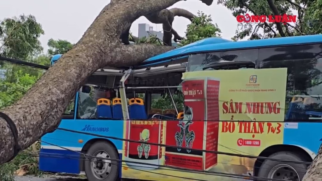Hà Nội: Cây cối bật gốc, ô tô, xe buýt kẹt giữa đường sau mưa giông Tại Khu đô thị mới Pháp Vân - Tứ Hiệp, một chiếc xe ô tô con bị cây lớn bật gốc, kẹp chặt. Theo ghi nhận, chiếc xe nằm "bất động" phần đầu và đuôi xe bị ép chặt. Rất may mắn, không có thiệt hại về người.