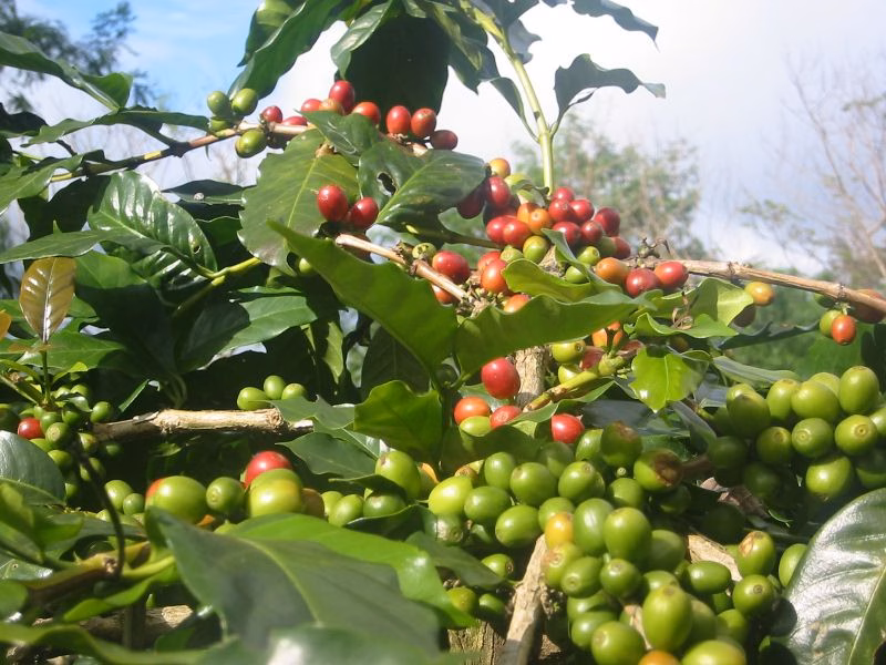 Hiệp hội Cà phê – Cacao Việt Nam – Thông tin liên hệ và trụ sở chính 23/7/2025 Đang muốn giảm, giá kỳ hạn cà phê đùng đùng tăng trở lại